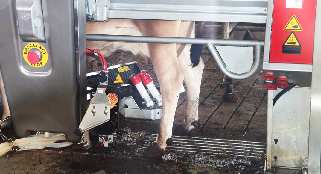 An up close photo of a milking system on a cow's udders.